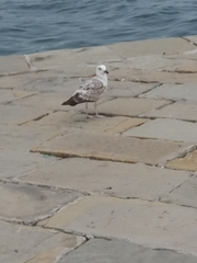 Larus michahellis