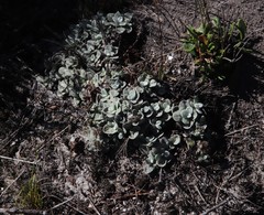 Helichrysum litorale