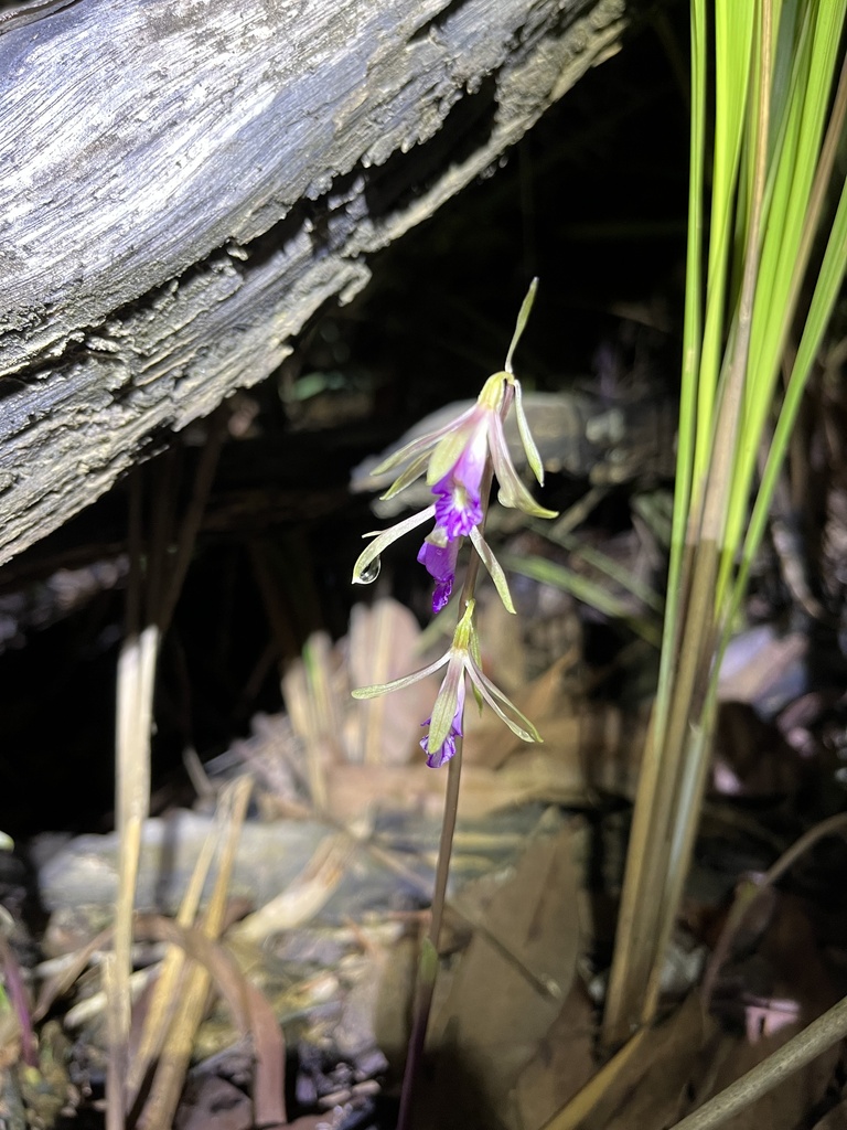 Nervilia holochila