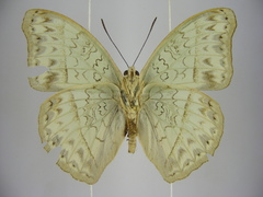 Cymothoe caenis