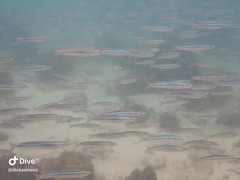 Spratelloides gracilis