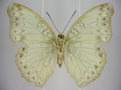 Cymothoe caenis