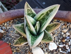 Gasteria