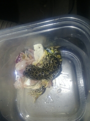 Lithobates areolatus circulosus