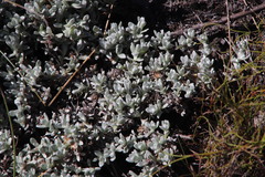 Helichrysum litorale