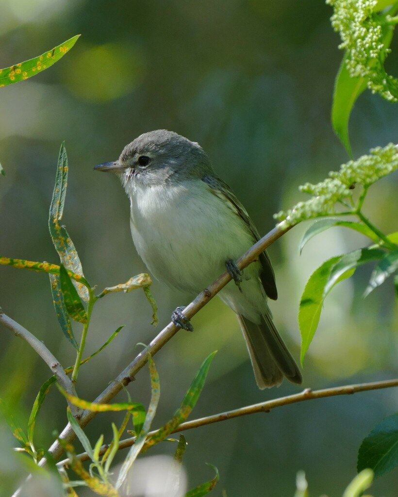 Bell's Vireo from Whitewater Preserve, 9160 Whitewater Canyon Rd ...