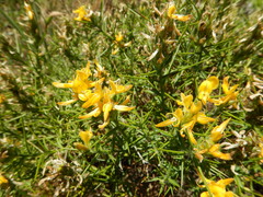 Genista hirsuta