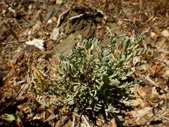 Artemisia caerulescens