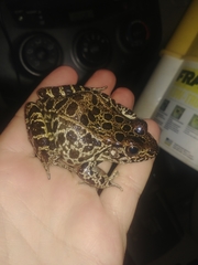 Lithobates areolatus circulosus