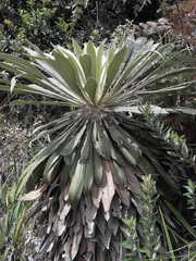 Espeletia corymbosa