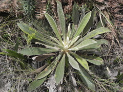 Espeletia corymbosa