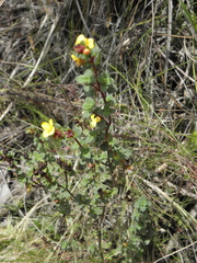 Chaetolepis microphylla