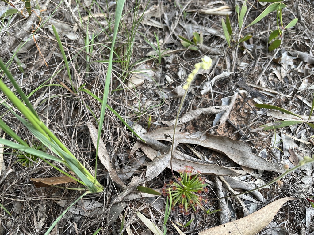 Drosera petiolaris, Rinyirru (Lakefield) National Park (CYPAL), Lakefield, QLD, AU
