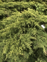 Juniperus × pfitzeriana