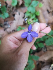 Lobelia sublibera