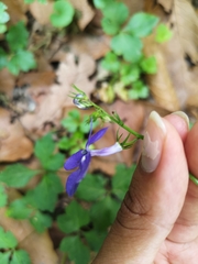 Lobelia sublibera
