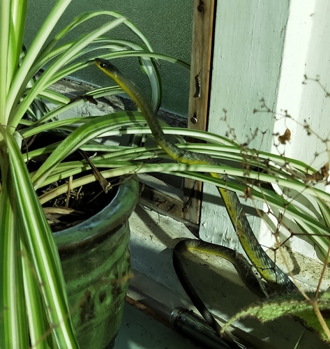 Common Tree Snake sighting