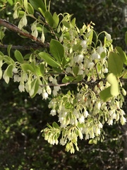 Vaccinium arboreum image