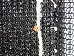 Diasporus diastema