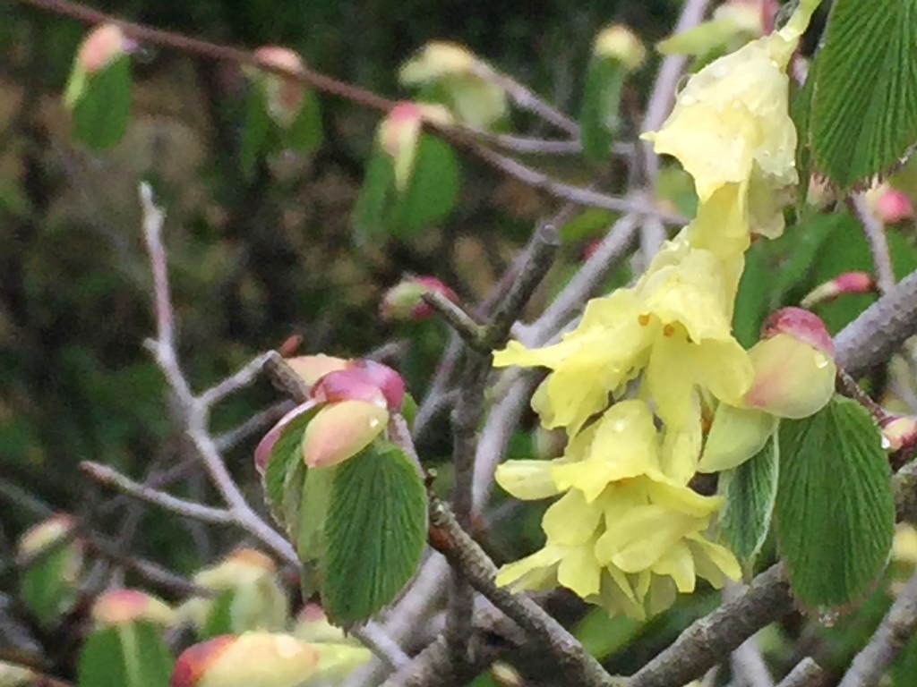 Corylopsis glabrescens