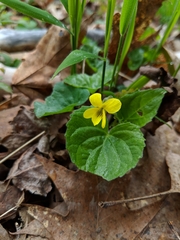 Viola rotundifolia