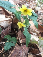 Viola hastata