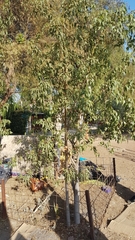 Brachychiton populneus populneus