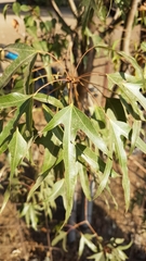 Brachychiton populneus populneus