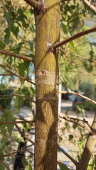 Brachychiton populneus populneus