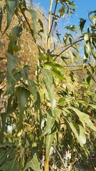 Brachychiton populneus populneus