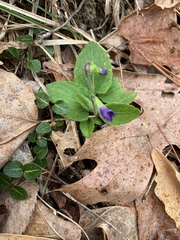 Viola sagittata