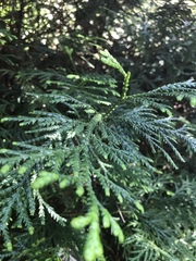 Thujopsis dolabrata