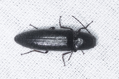 Melanotus longulus