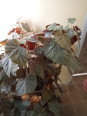 Begonia incarnata