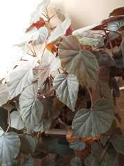 Begonia incarnata