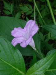 Ruellia strepens