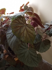 Begonia incarnata