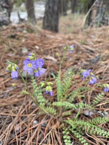 Pretty Jacob's-ladder