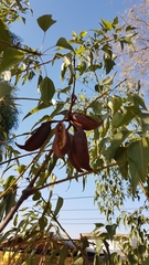 Brachychiton populneus populneus