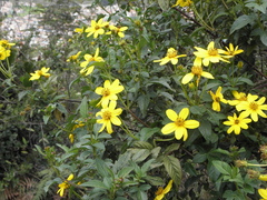 Bidens rubifolia