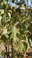 Brachychiton populneus populneus