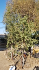 Brachychiton populneus populneus