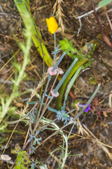 Eschscholzia californica californica