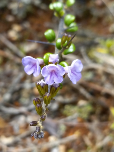 Duranta arida