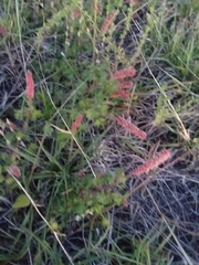 Acalypha radians