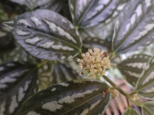 Pilea cadierei
