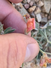 Acmispon neomexicanus