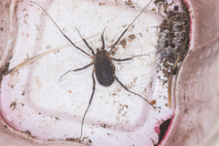 Protolophus singularis