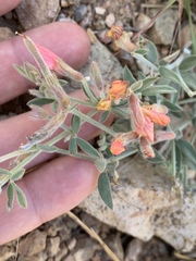 Acmispon neomexicanus