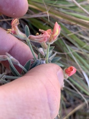 Acmispon neomexicanus